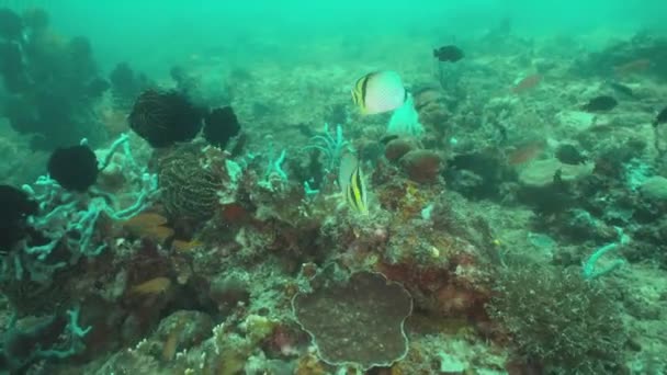 Recifes de coral e peixes tropicais. Filipinas, Mindoro . — Vídeo de Stock