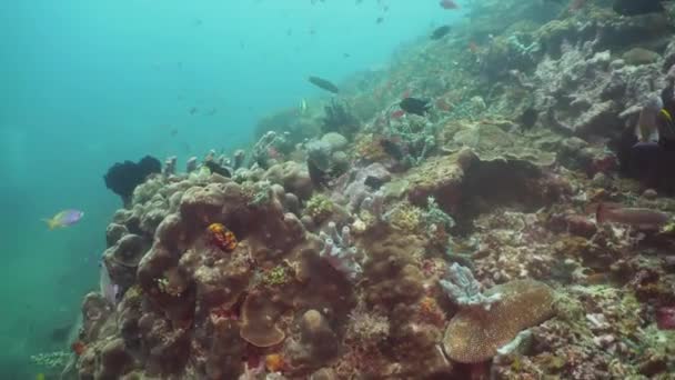 Recifes de coral e peixes tropicais. Filipinas, Mindoro . — Vídeo de Stock