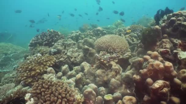 Peces Arrecifes Coral Buceo Maravilloso Hermoso Mundo Submarino Con Corales — Vídeos de Stock