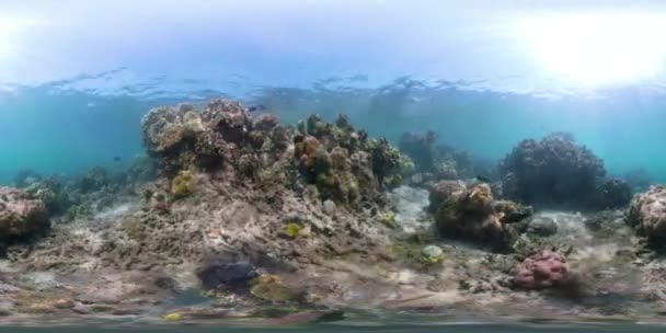 Korallzátonyokat és a trópusi hal vr360 — Stock videók