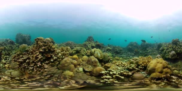 Recifes de coral e peixes tropicais vr360 — Vídeo de Stock