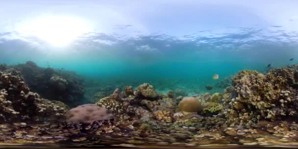 Recifes de coral e peixes tropicais vr360 — Vídeo de Stock