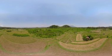 Endonezya vr360 pirinç terasları