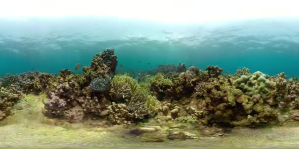 Koralliriutta ja trooppiset kalat vr360 — kuvapankkivideo