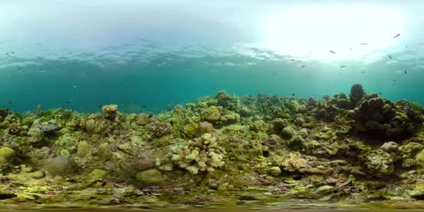 Korallenriff und tropische Fische vr360 — Stockvideo