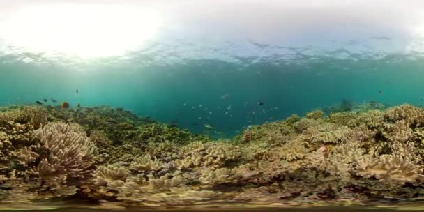 Recifes de coral e peixes tropicais vr360 — Vídeo de Stock