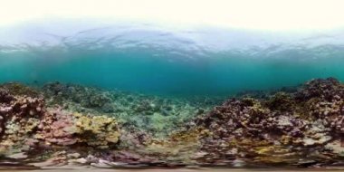 Mercan ve tropikal balık vr360