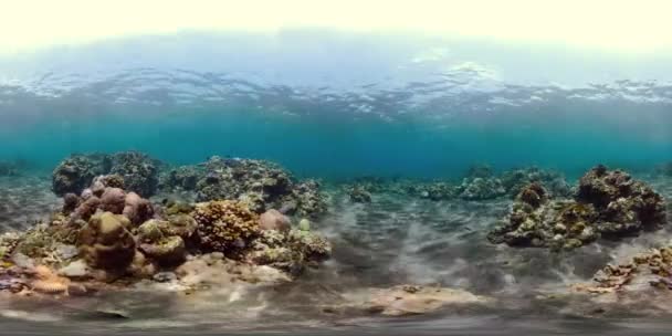 Κοραλλιογενείς υφάλους και τα τροπικά ψάρια vr360 — Αρχείο Βίντεο