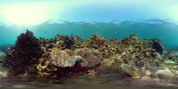 Arrecife de coral y peces tropicales vr360 — Vídeo de stock