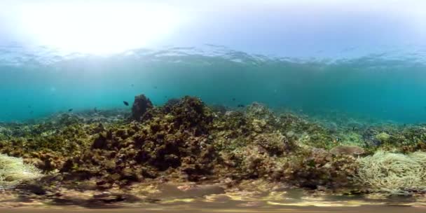 Coral reef and tropical fish vr360 — Stock Video