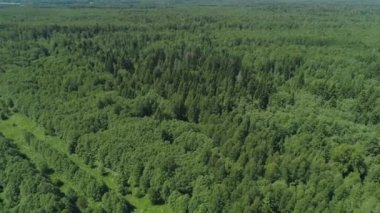 Yeşil orman üzerinde uçuş.