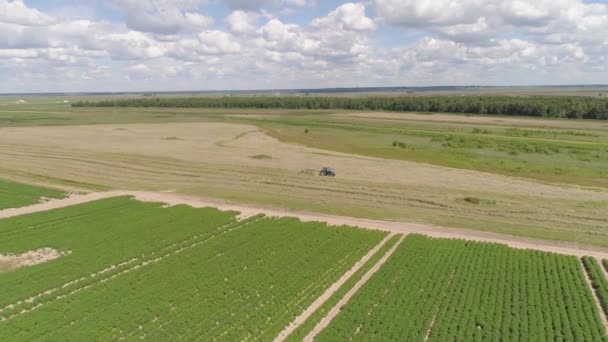 Ciągnik z przetrząsaczami grabi na polu uprawnym. — Wideo stockowe