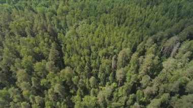 Yeşil orman üzerinde uçuş.