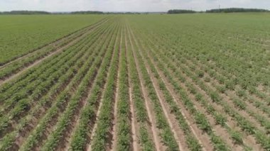tarım alanlarının havadan görünümü.