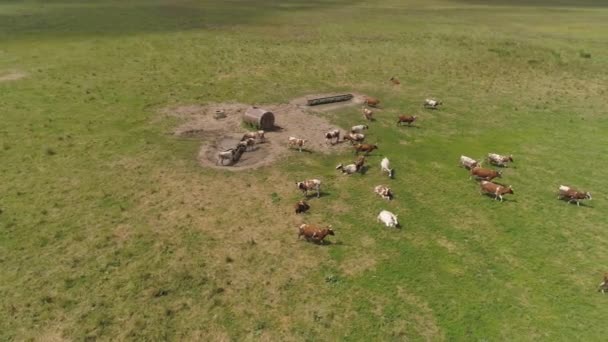 Krowy pasą się na pastwiskach — Wideo stockowe