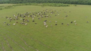 İnekler otlakta otlar.