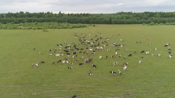 Les vaches paissent dans les pâturages — Video