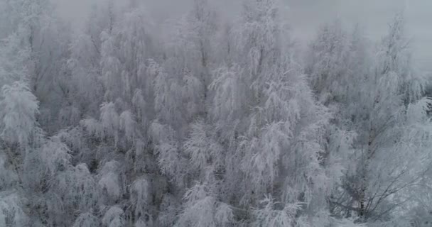 Paisaje invernal con bosque. — Vídeo de stock