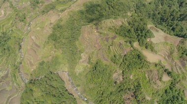 Dağlarda pirinç terasları. Filipinler, Batad, Banaue.