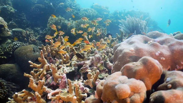 Arrecife de coral y peces tropicales. Filipinas, Mindoro . — Foto de Stock