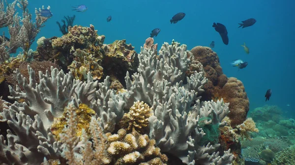 Arrecife de coral y peces tropicales. Filipinas, Mindoro . — Foto de Stock