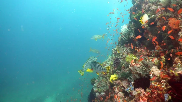 Arrecife de coral y peces tropicales. Filipinas, Mindoro . —  Fotos de Stock