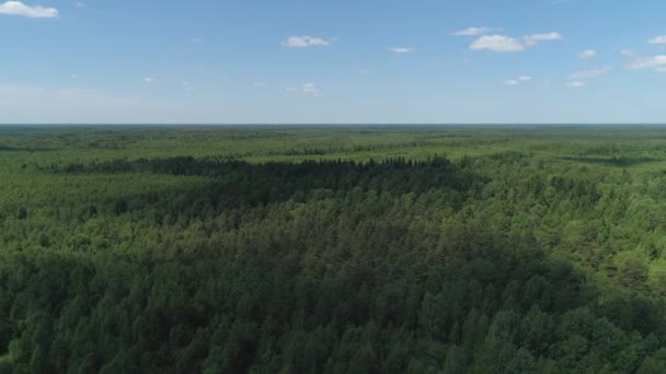 Vlucht over het groene woud. — Stockvideo