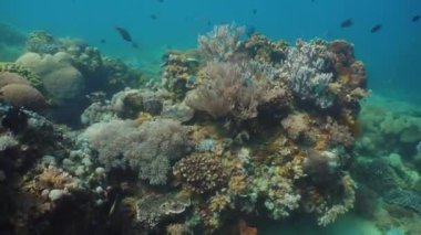 Mercan ve tropikal balık. Filipinler, Mindoro.