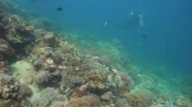 Mercan ve tropikal balık. Filipinler, Mindoro.