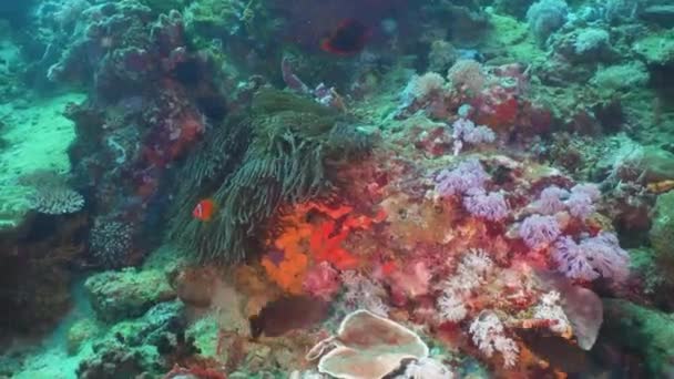 Anemonenfische in Aktinien. — Stockvideo