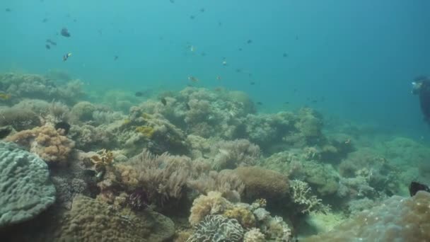 珊瑚礁和热带鱼类。菲律宾, 民都. — 图库视频影像