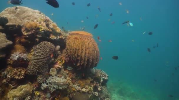 Recifes de coral e peixes tropicais. Filipinas, Mindoro . — Vídeo de Stock