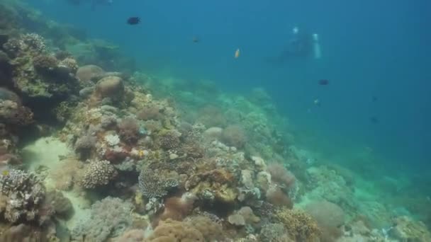 산호초와 열 대 물고기입니다. 필리핀 민도. — 비디오