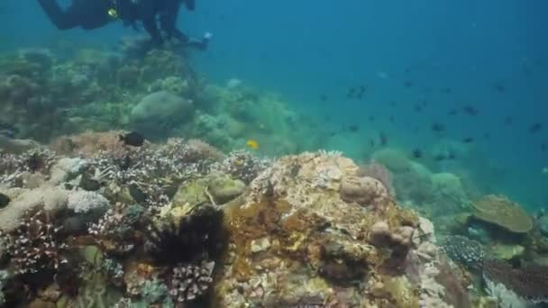 Arrecife de coral y peces tropicales. Filipinas, Mindoro . — Vídeo de stock