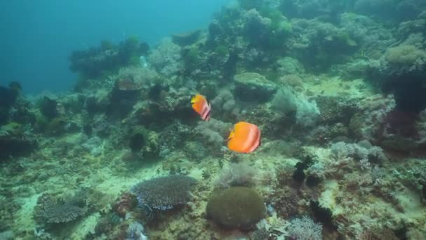 サンゴ礁と熱帯魚。フィリピン、ミンドロ島. — ストック動画