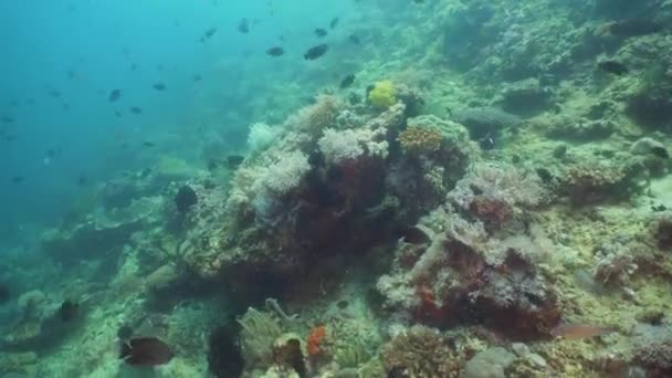 Recifes de coral e peixes tropicais. Filipinas, Mindoro . — Vídeo de Stock