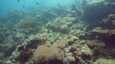 Mercan ve tropikal balık. Filipinler, Mindoro.