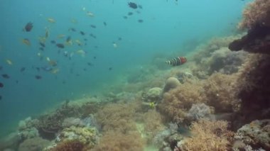 Mercan ve tropikal balık. Filipinler, Mindoro.