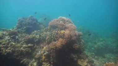 Mercan ve tropikal balık. Filipinler, Mindoro.