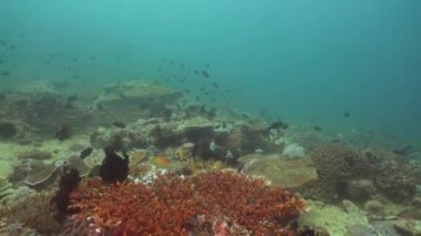 Mercan ve tropikal balık. Filipinler, Mindoro.