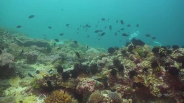 Mercan ve tropikal balık. Filipinler, Mindoro.