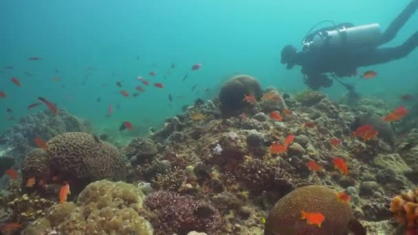 Buceador bajo el agua. Filipinas, Mindoro . — Vídeo de stock