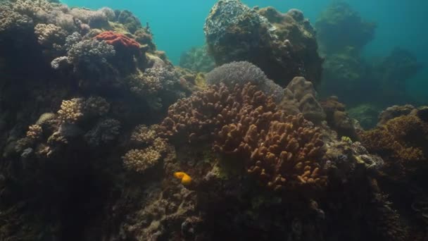 Coral reef. Philippines, Mindoro. — Wideo stockowe