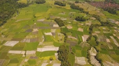 Tarım arazileri ile manzara ve Teras alanı Bali, Endonezya pirinç.