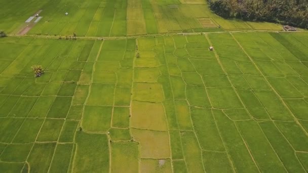 Teras pirinç tarlaları, Bali, Endonezya. — Stok video
