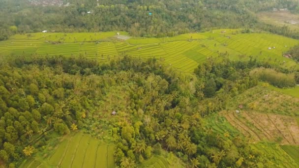 Pirinç tarlalı manzara Bali, Endonezya — Stok video