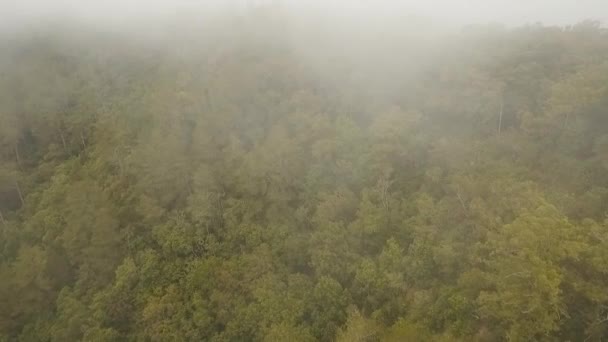 Regenwoud in de wolken, Bali, Indonesië. — Stockvideo