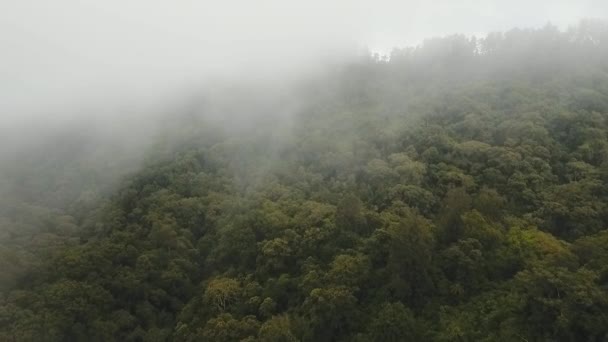 Regenwald in Wolken, Bali, Indonesien. — Stockvideo