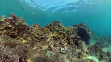 Mercan resifi ve tropikal balıklar