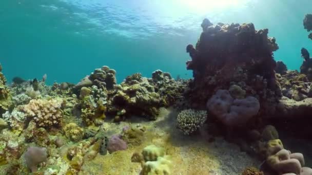 Mercan Kayalıkları Tropikal Balıklar Sualtı Dünyası Mercan Resiflerinde Dalıyor Şnorkelle — Stok video